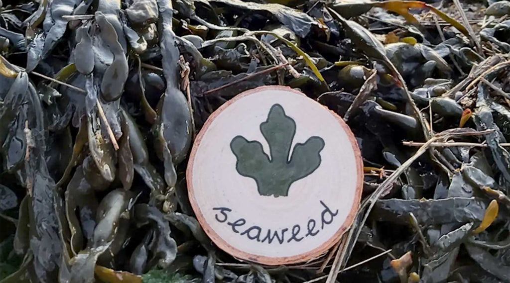 Take part in the Big Seaweed Search 2023!