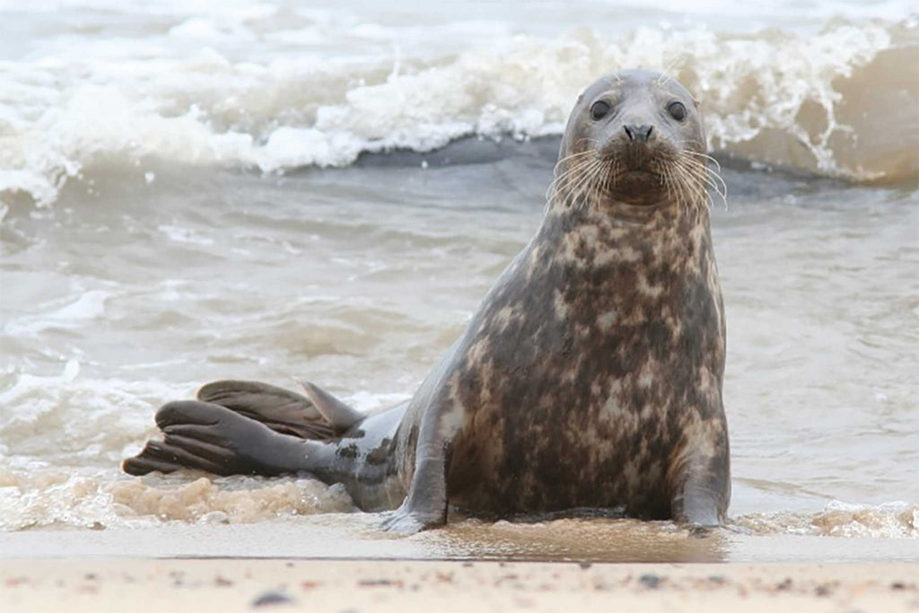 Respect for Seals
